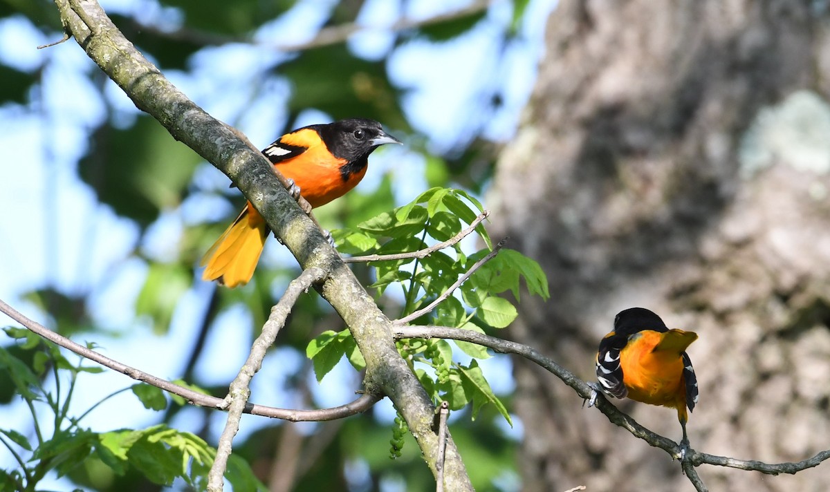 Baltimore Oriole - ML101771341