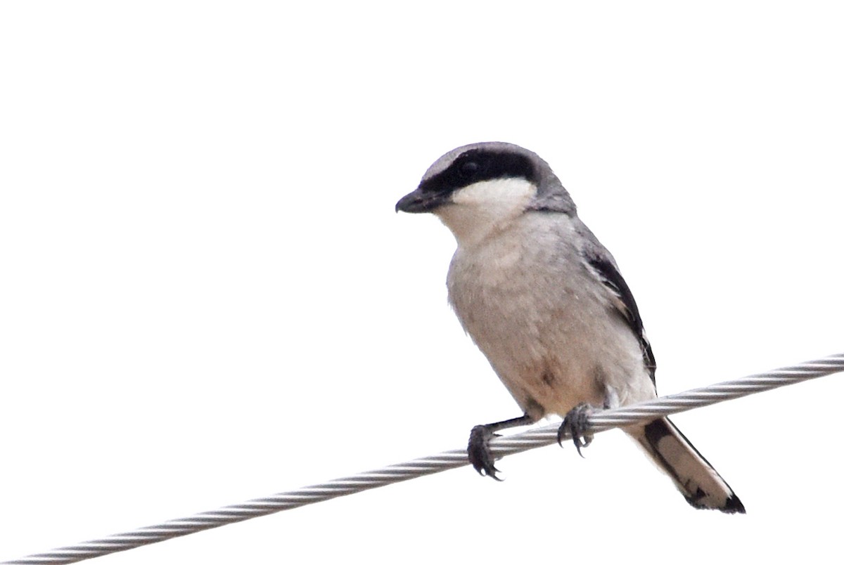 Loggerhead Shrike - ML101771841