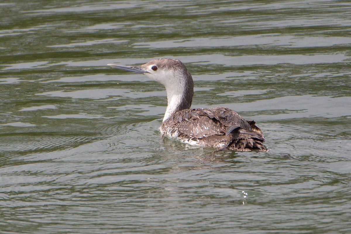 Red-throated Loon - patrick horan