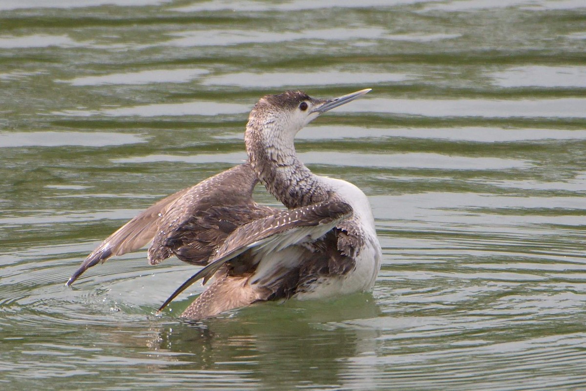Red-throated Loon - ML101773091