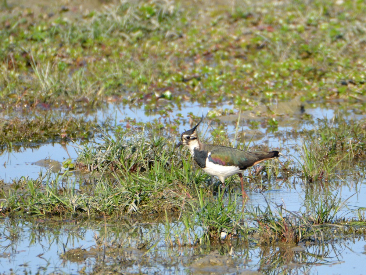 Northern Lapwing - ML101773201