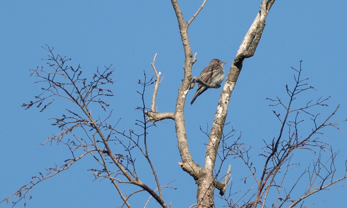 Olive-sided Flycatcher - ML101774801