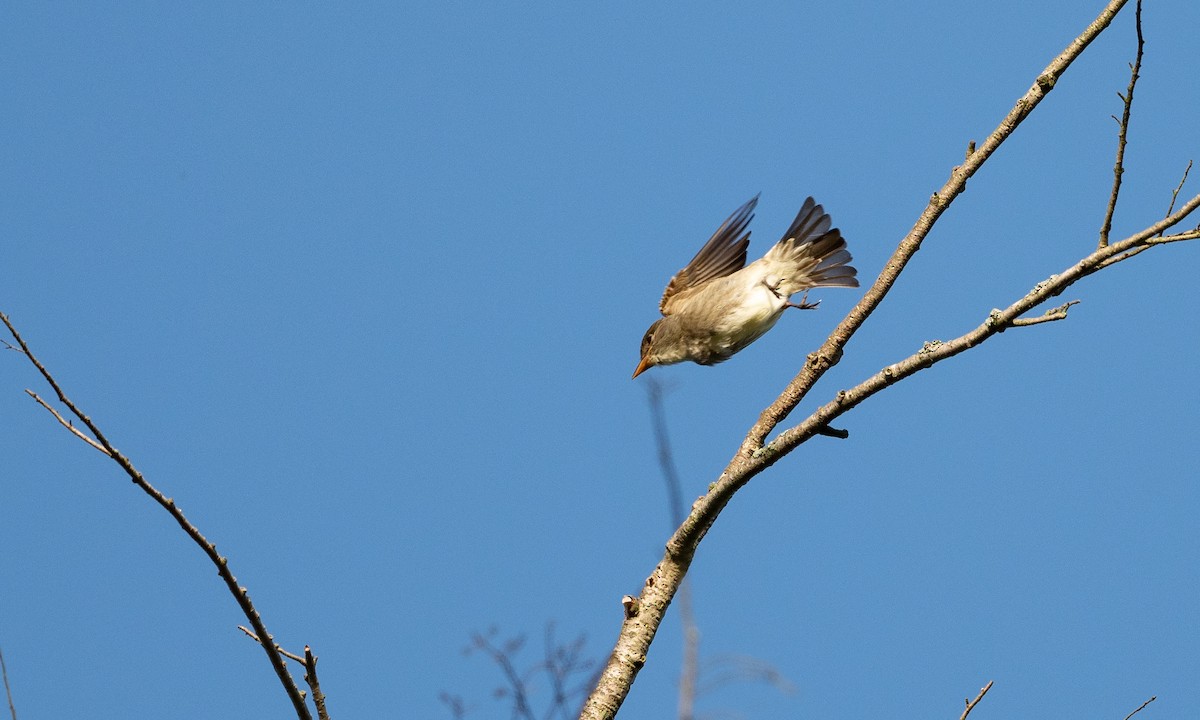 Olivflanken-Schnäppertyrann - ML101774811