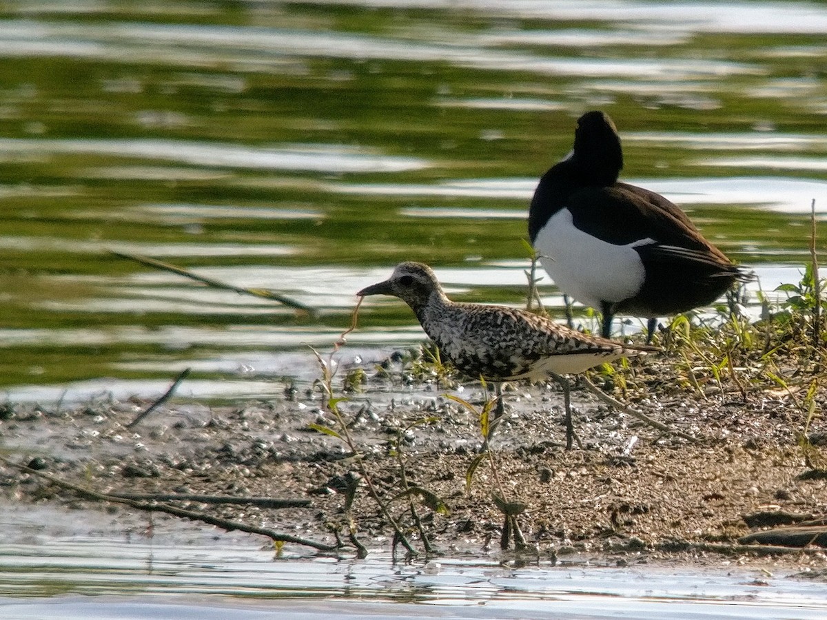 Black-bellied Plover - Raphaël Nussbaumer