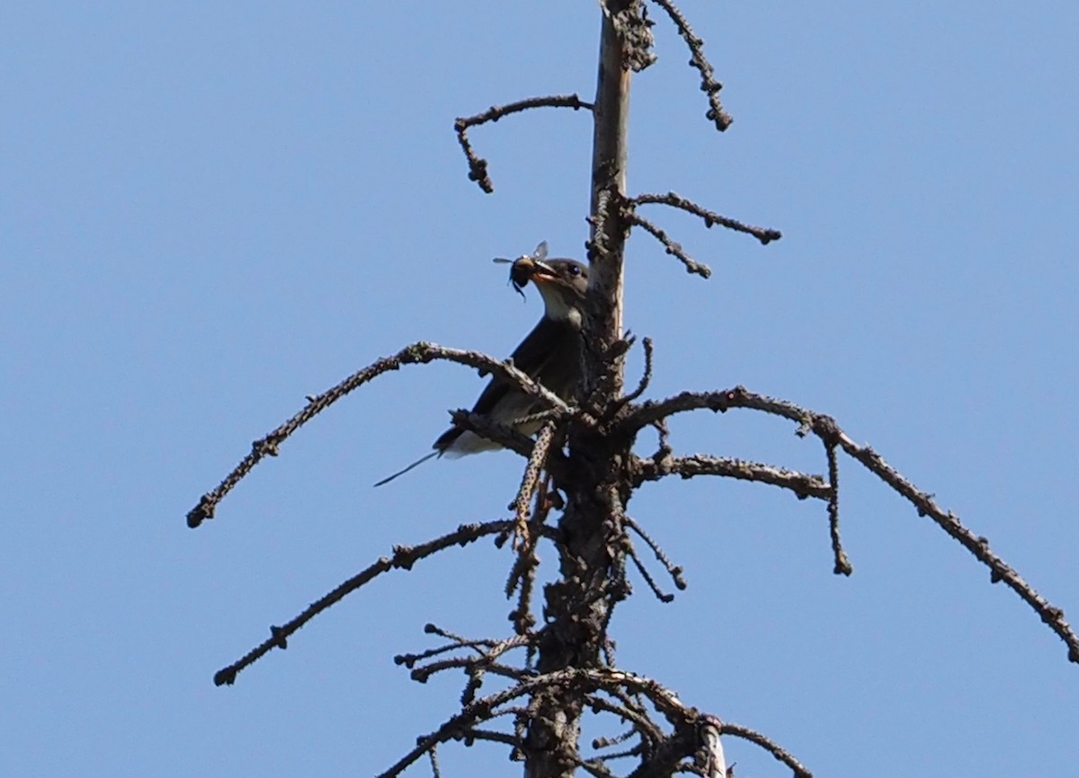 Olive-sided Flycatcher - ML101776181