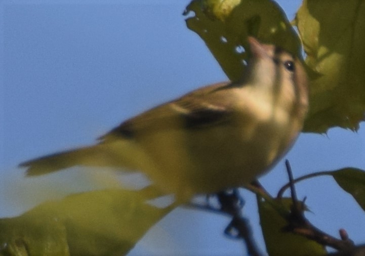 Bell's Vireo - Luis Munoz