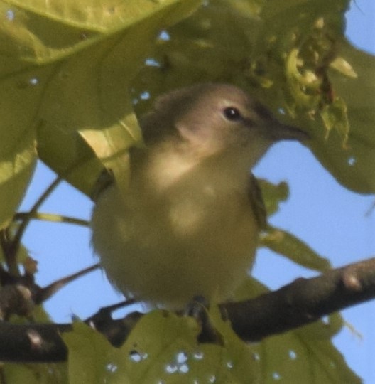 Bell's Vireo - Luis Munoz