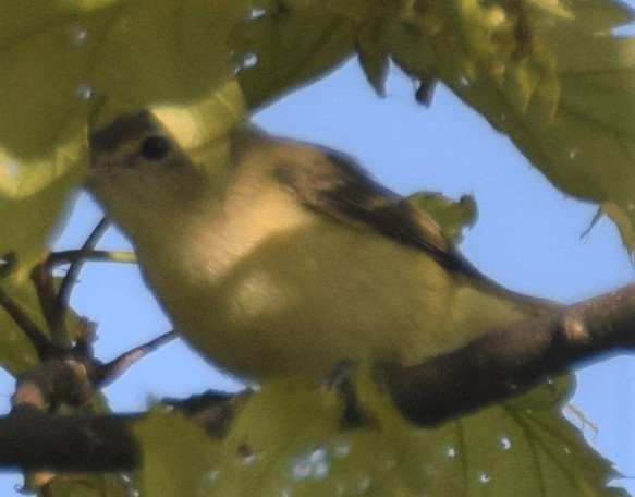 Bell's Vireo - ML101776961