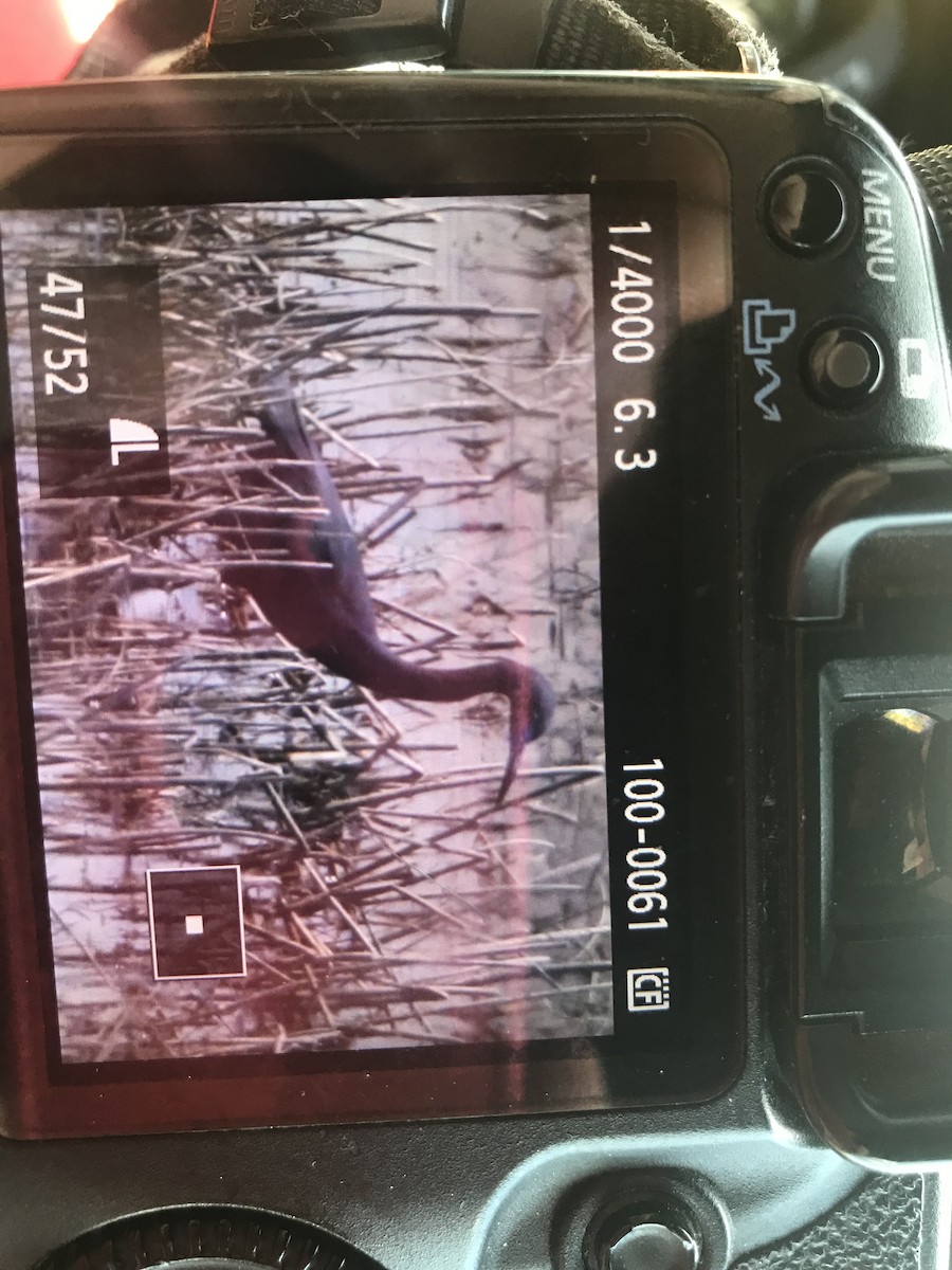 Little Blue Heron - ML101778021