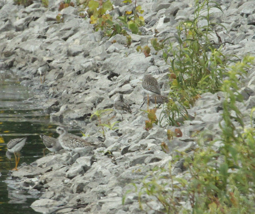 Stilt Sandpiper - ML101779141