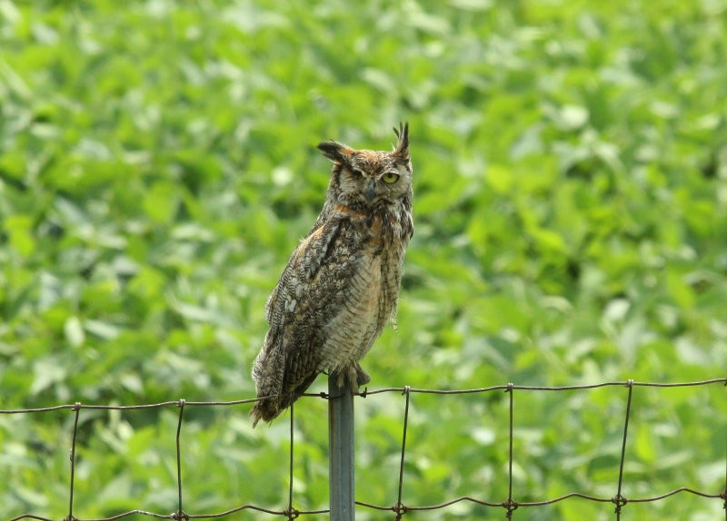 Great Horned Owl - ML101779771