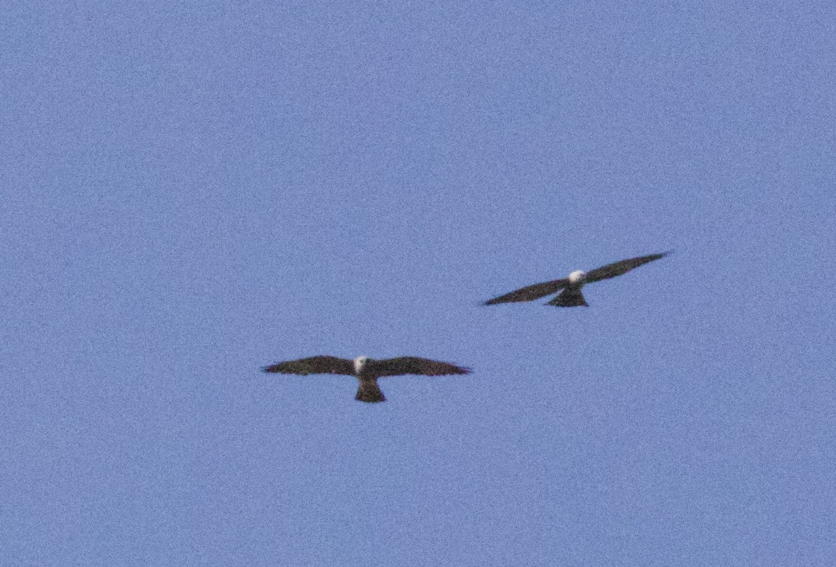 Mississippi Kite - ML101780041