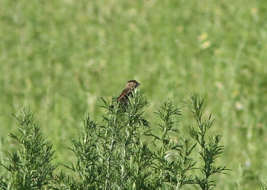 Chingolo Saltamontes - ML101783651