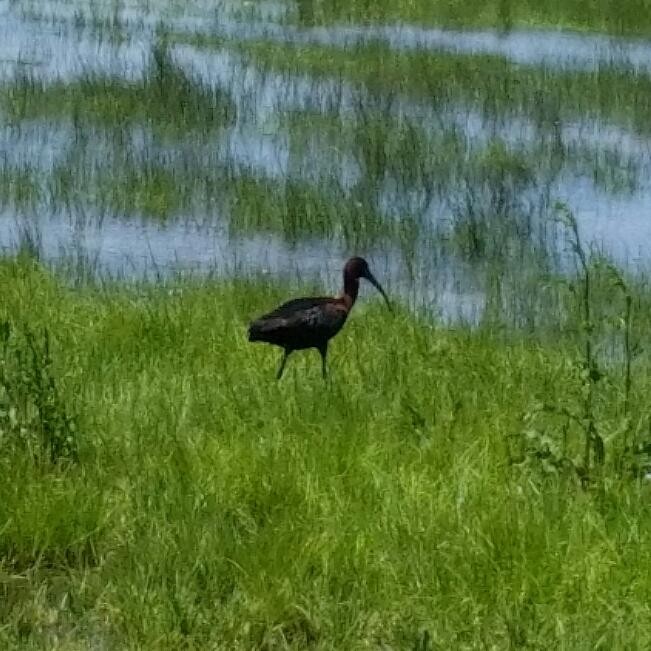 Glossy Ibis - ML101784661