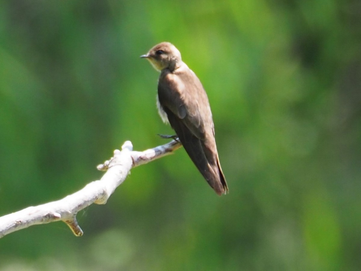 Northern Rough-winged Swallow - ML101788291