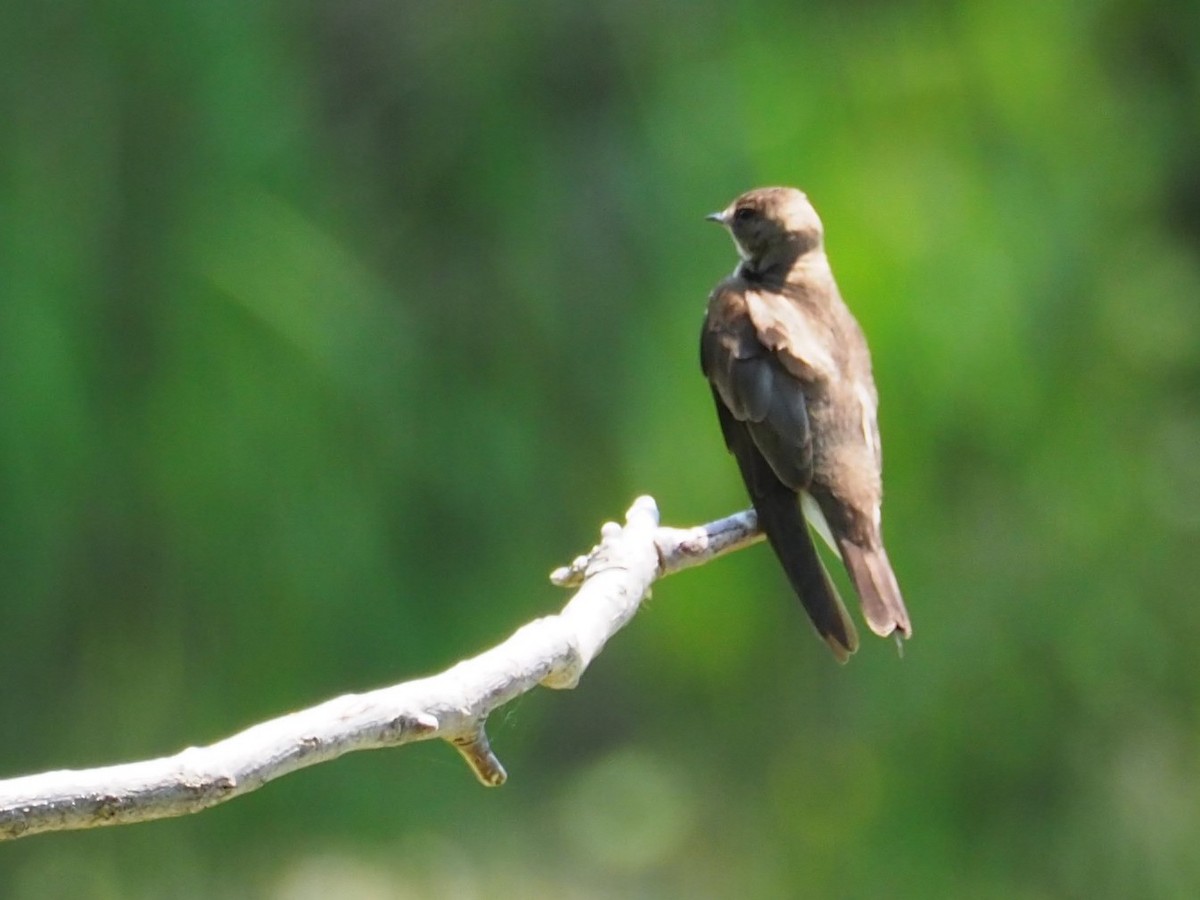 Northern Rough-winged Swallow - ML101788311