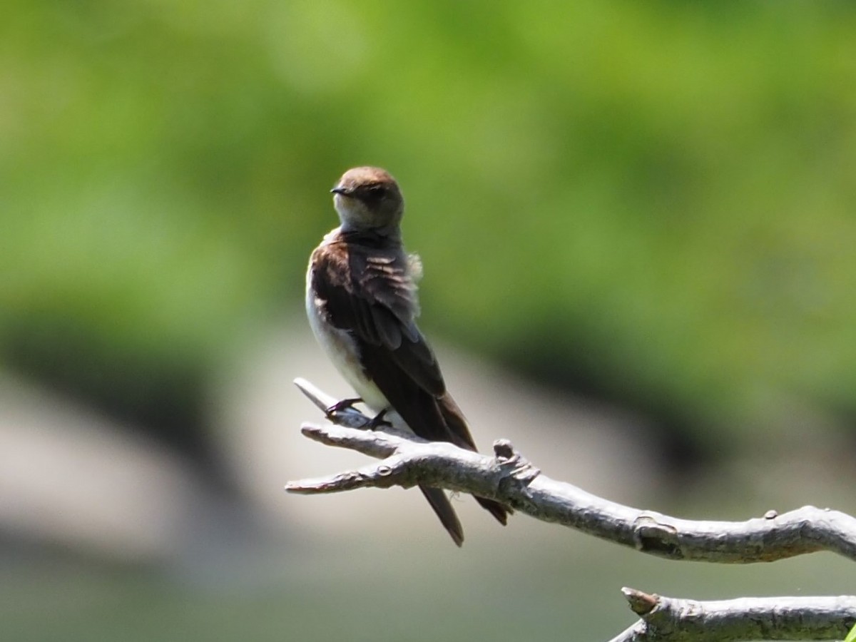 Northern Rough-winged Swallow - ML101788321
