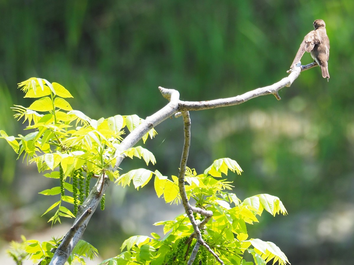 Northern Rough-winged Swallow - ML101788361