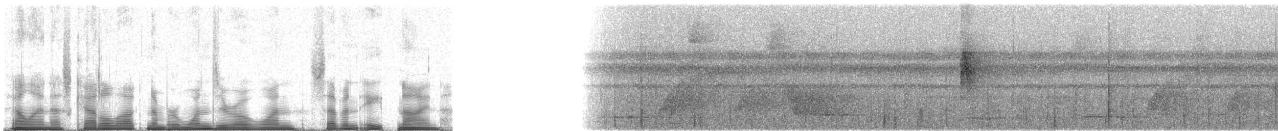 Sclérure obscur (peruvianus) - ML101789