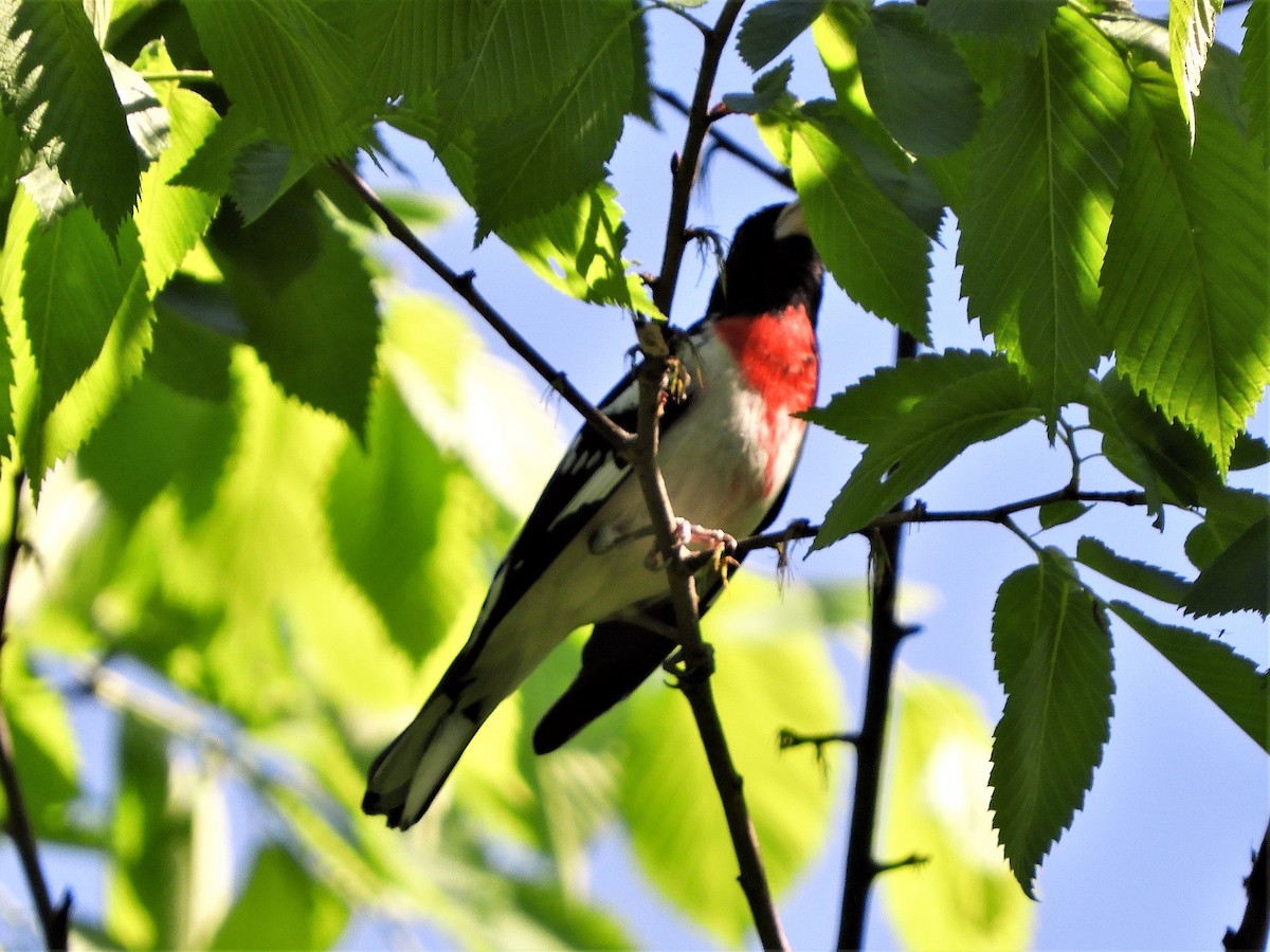 Rose-breasted Grosbeak - ML101789121