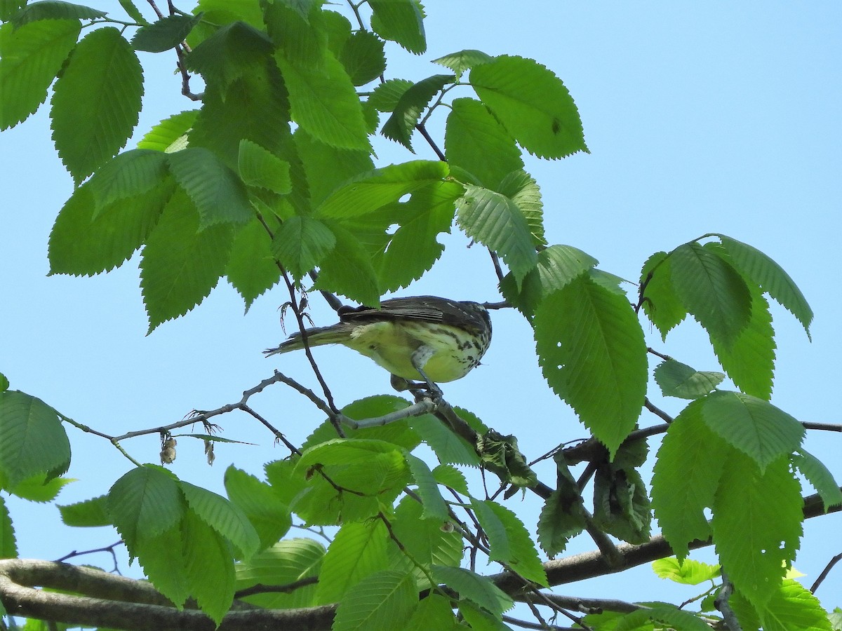 Rose-breasted Grosbeak - ML101789161