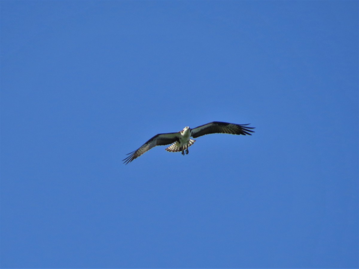 Osprey - David and Regan Goodyear