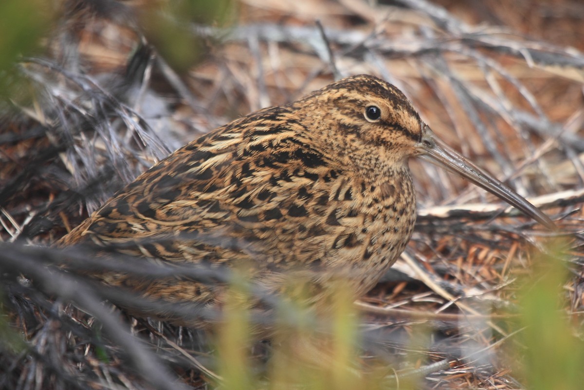 Subantarctic Snipe - ML101792041