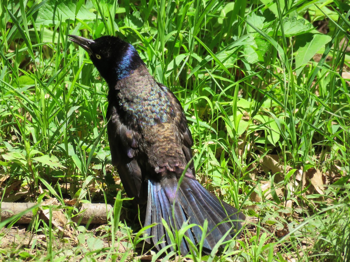 Common Grackle - ML101792181