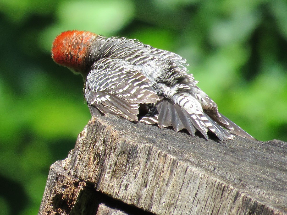 Red-bellied Woodpecker - ML101792201