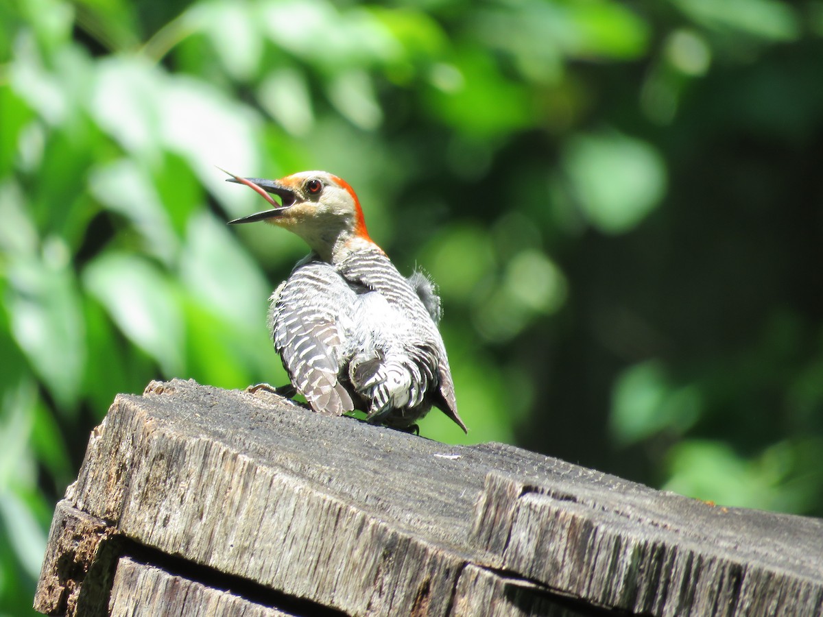 Red-bellied Woodpecker - ML101792331