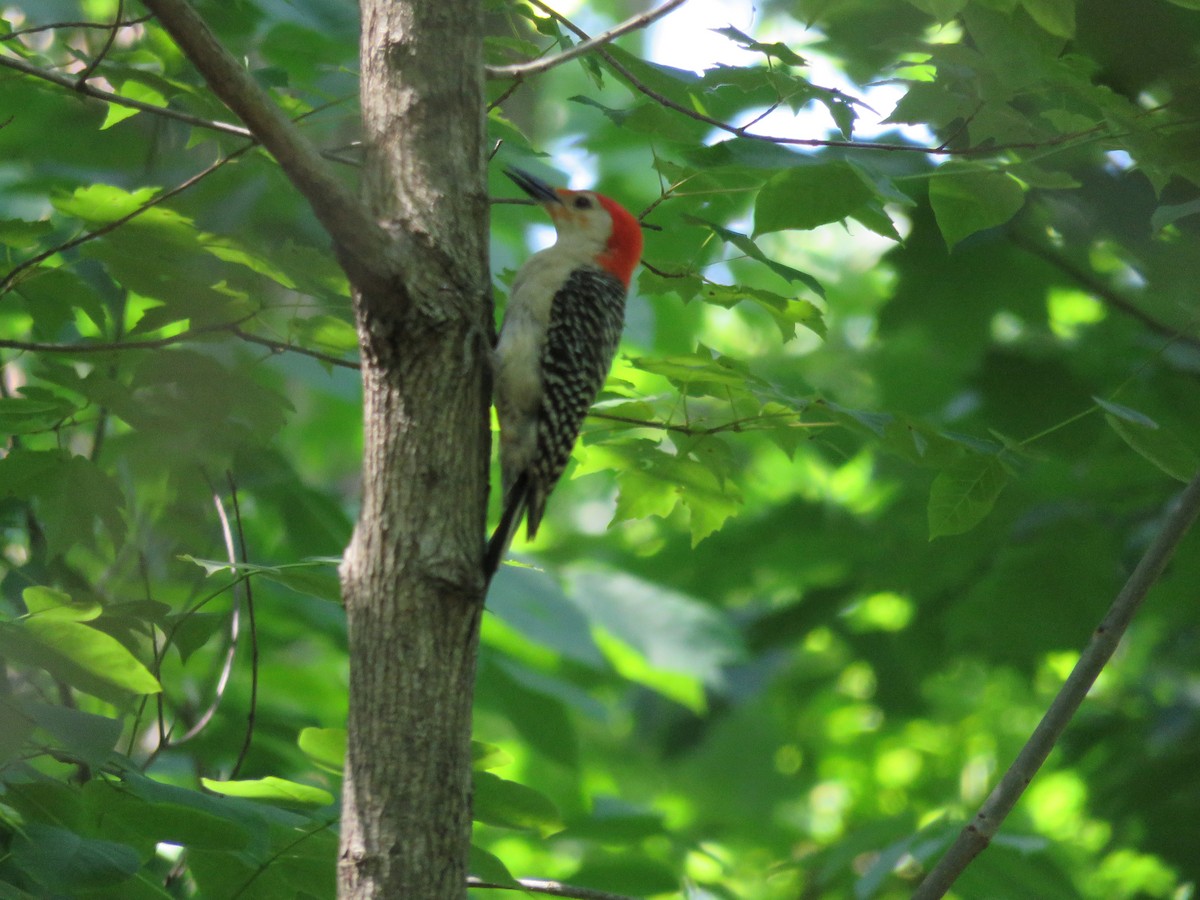 Red-bellied Woodpecker - ML101792561