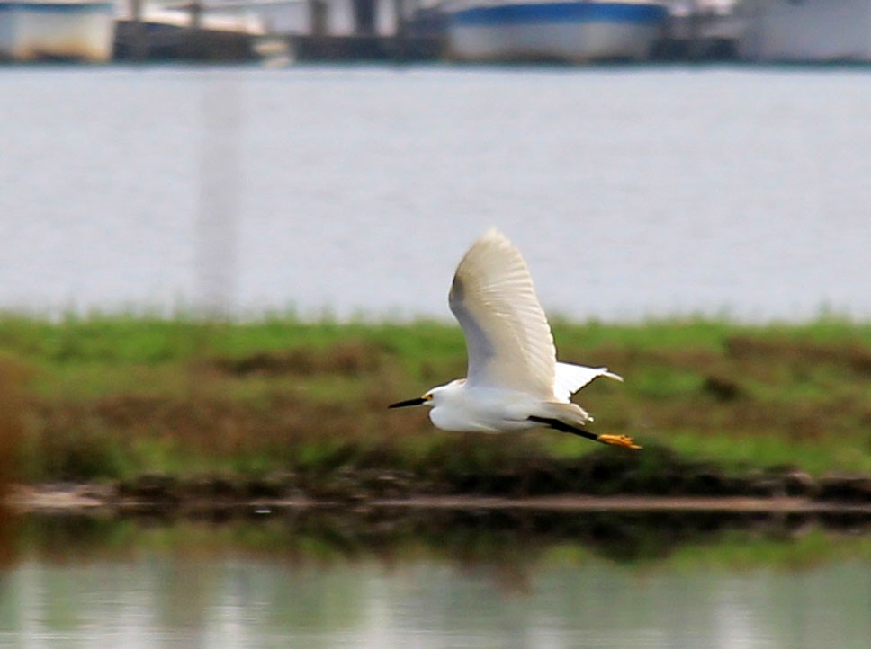 Snowy Egret - ML101794521