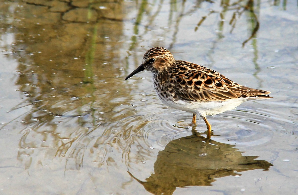 Least Sandpiper - ML101794641