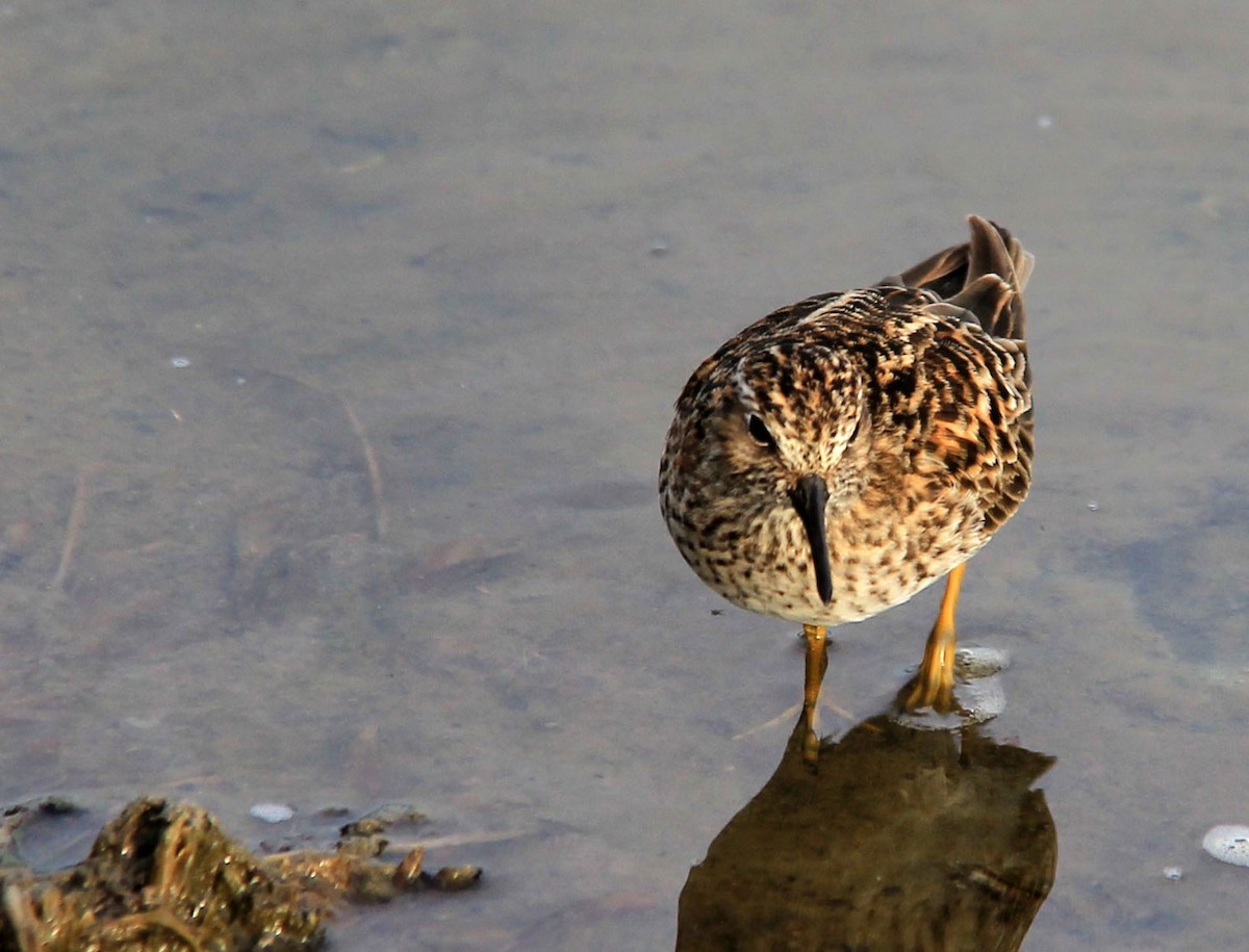 Least Sandpiper - ML101794701