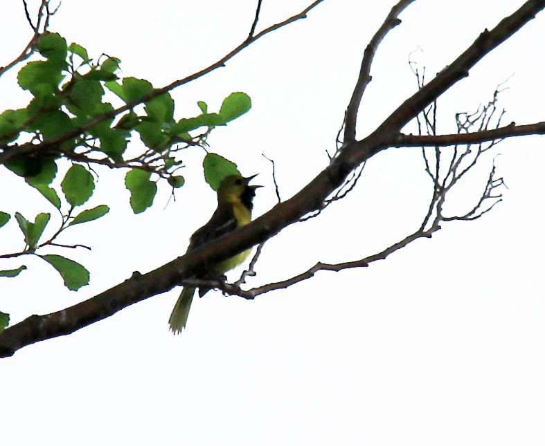 Orchard Oriole - ML101794831