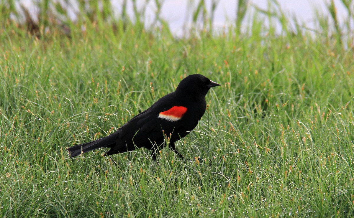 Red-winged Blackbird - ML101794911