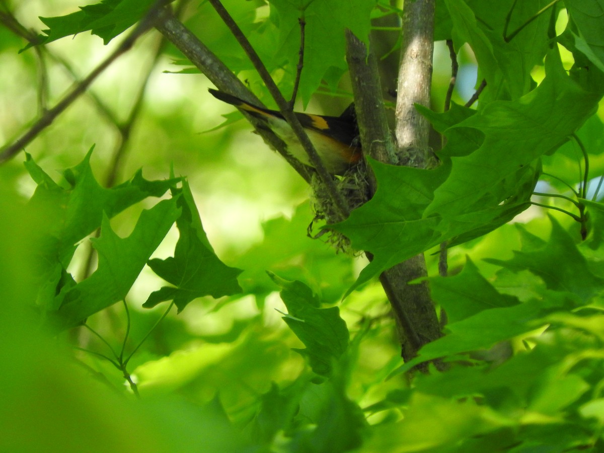 American Redstart - ML101795931