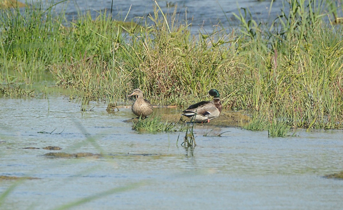 Mallard - Douglas Hall