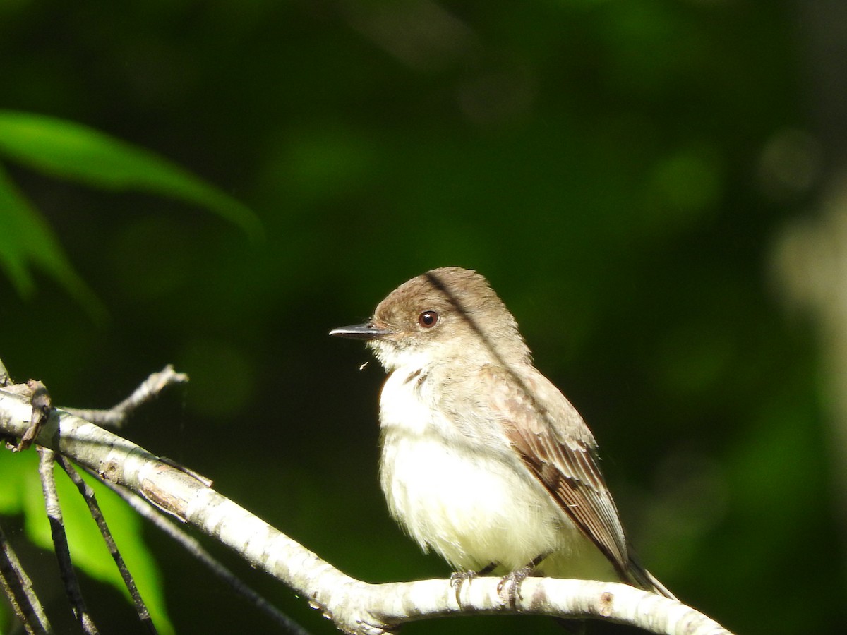Eastern Phoebe - ML101796661