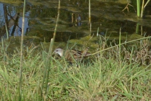 Little Crake - ML101796851