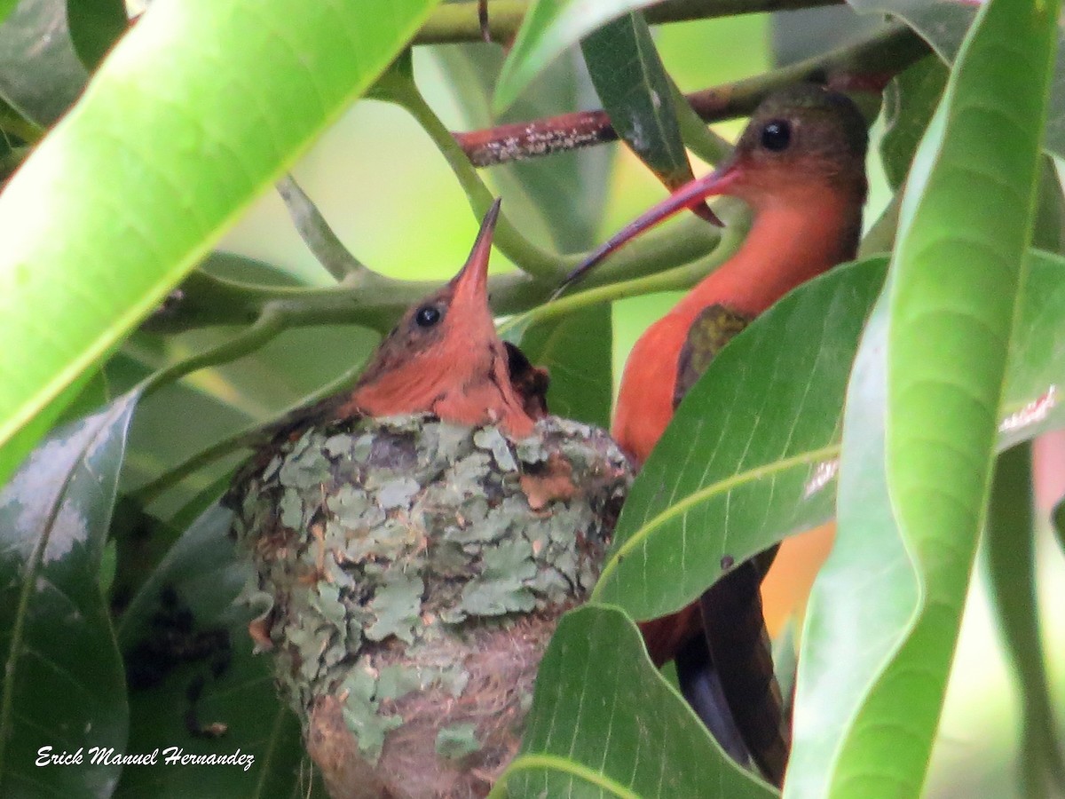 Cinnamon Hummingbird - ML101798121