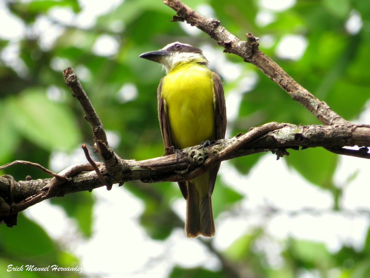 Boat-billed Flycatcher - ML101798801