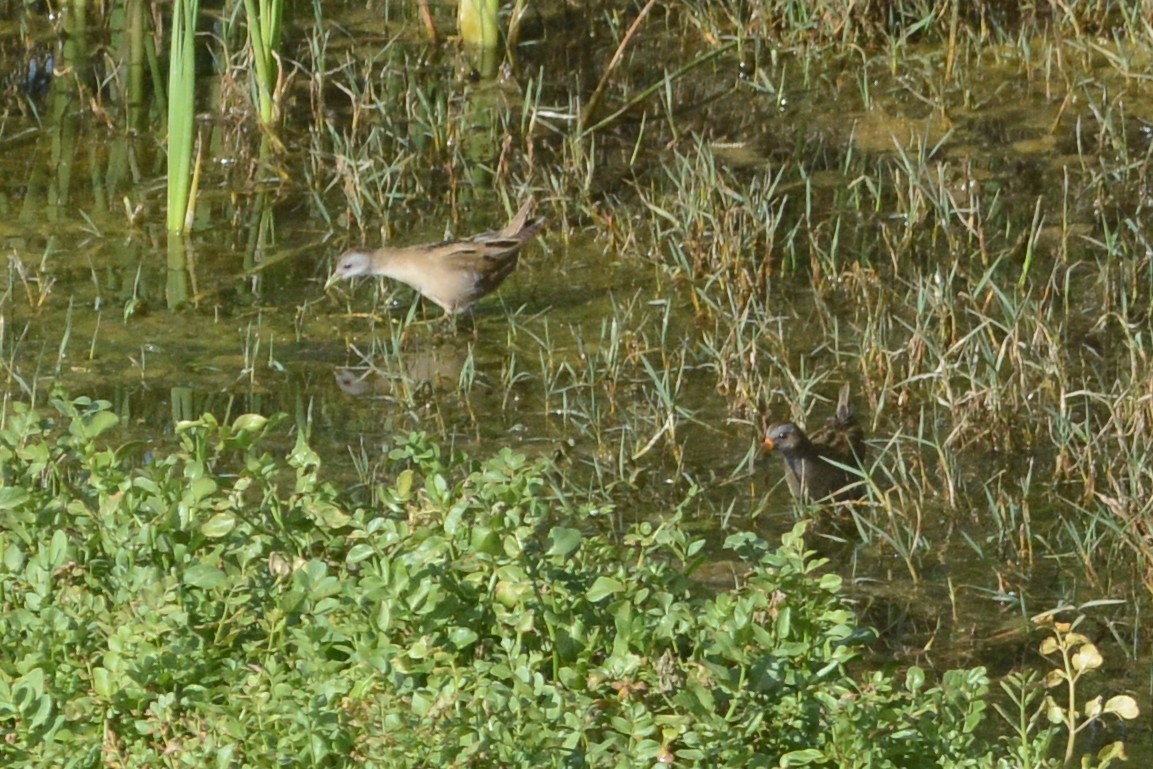 Little Crake - ML101799321