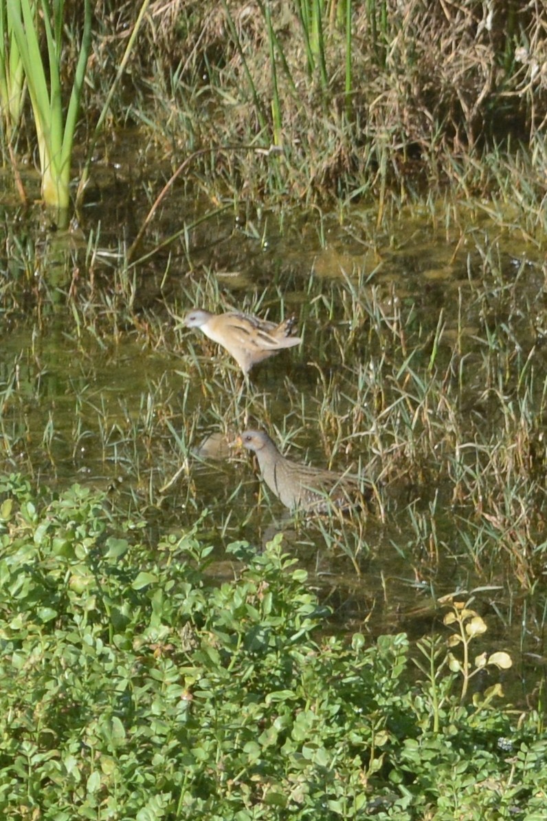 Little Crake - ML101799331