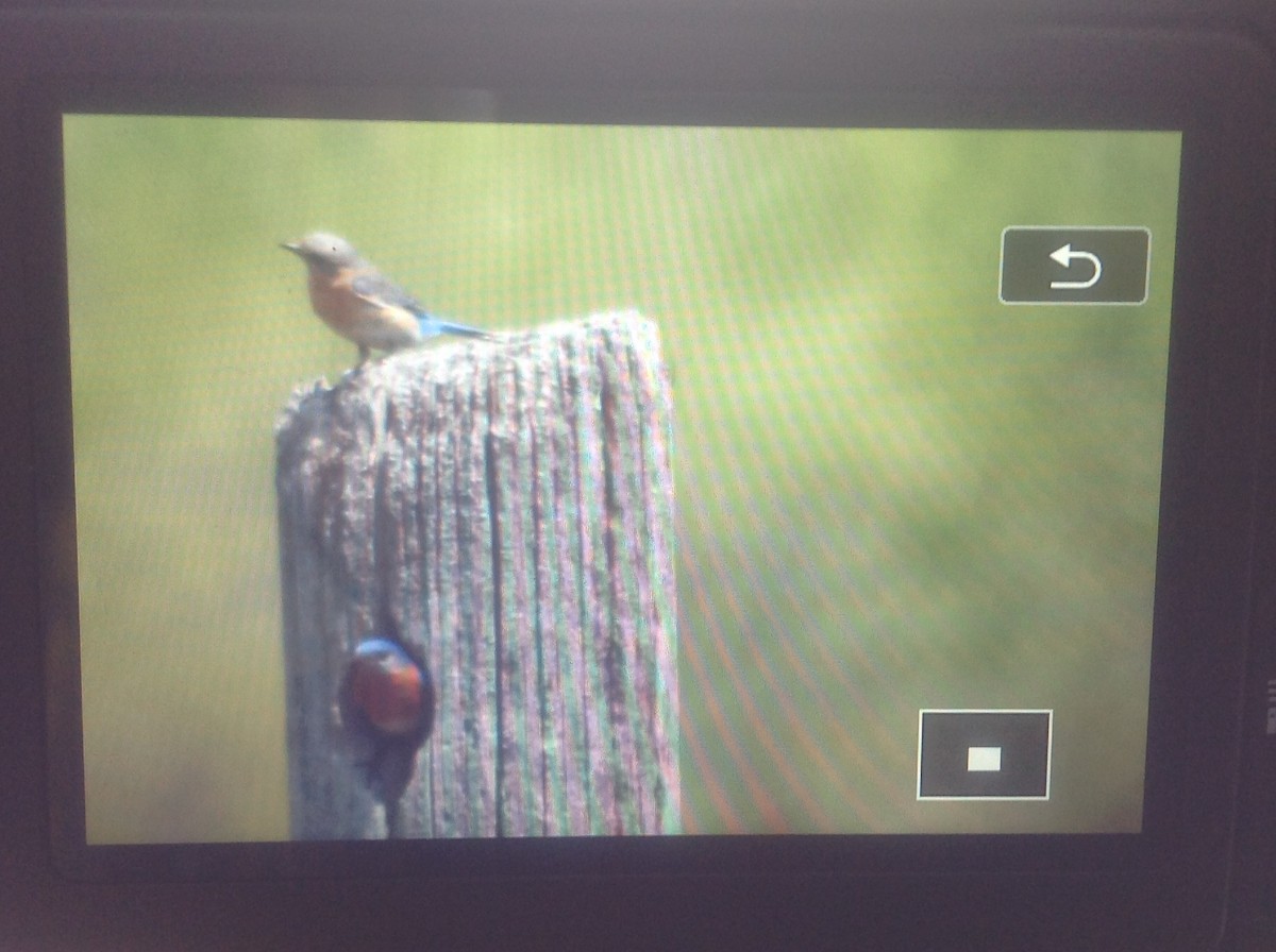 Eastern Bluebird - ML101800961