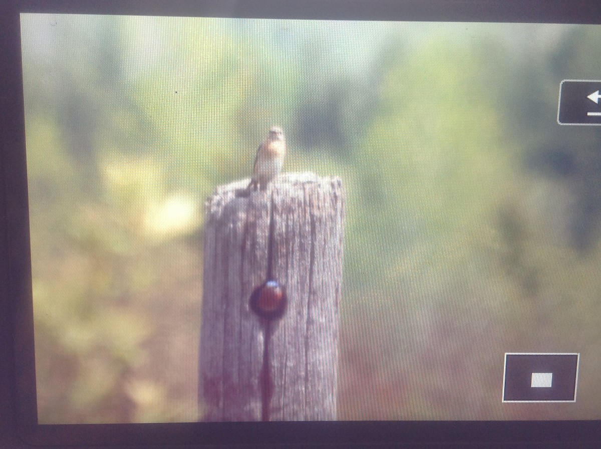 Eastern Bluebird - ML101801001