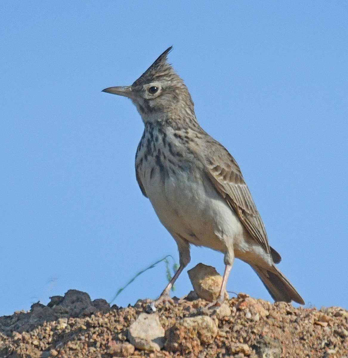 Crested Lark - ML101801231