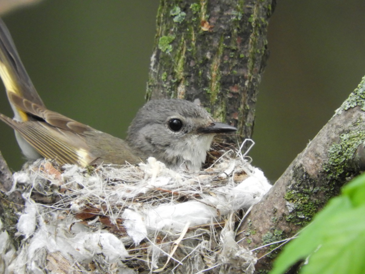 Yellow-rumped Warbler - carol villeneuve
