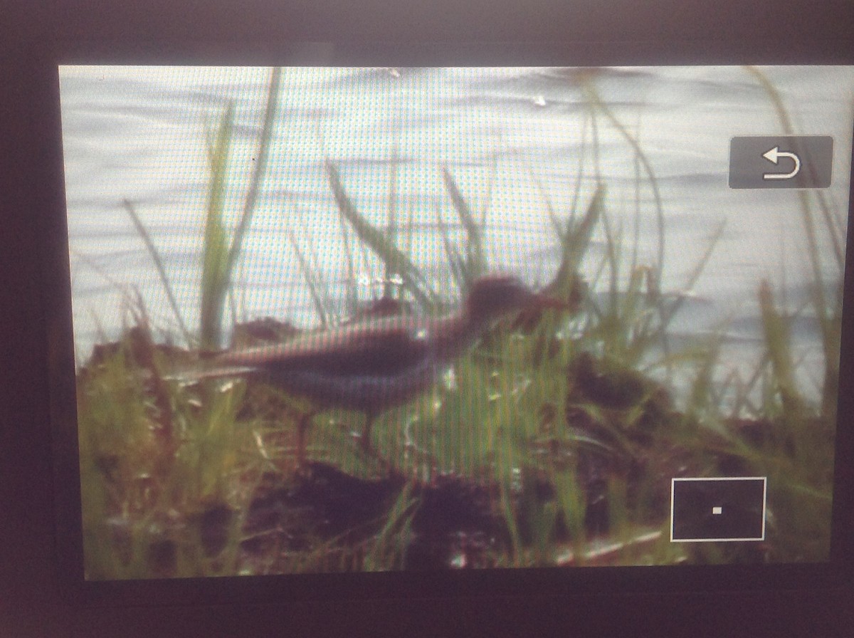 Spotted Sandpiper - ML101801751