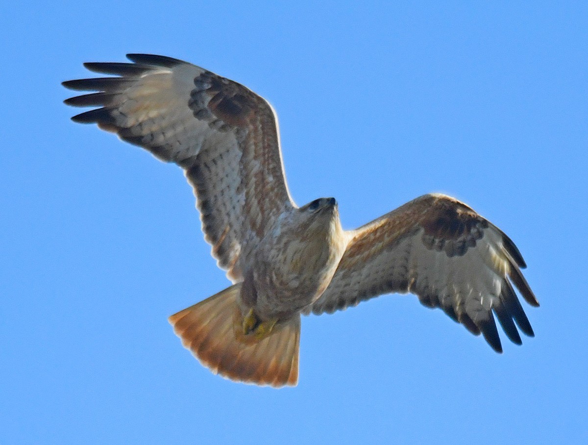 Long-legged Buzzard - ML101801801